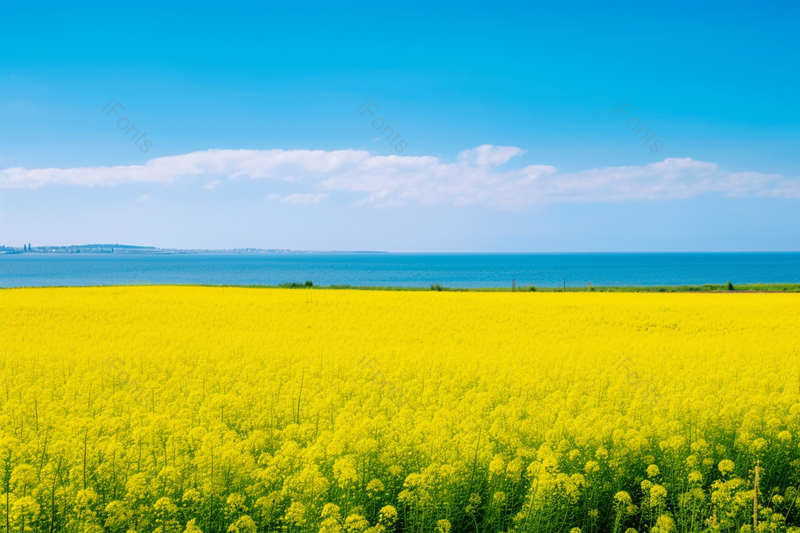 蓝色天空与青海湖油菜花高清摄影图,高清,摄影图,摄影图片,图片大全,摄影图免费下载
